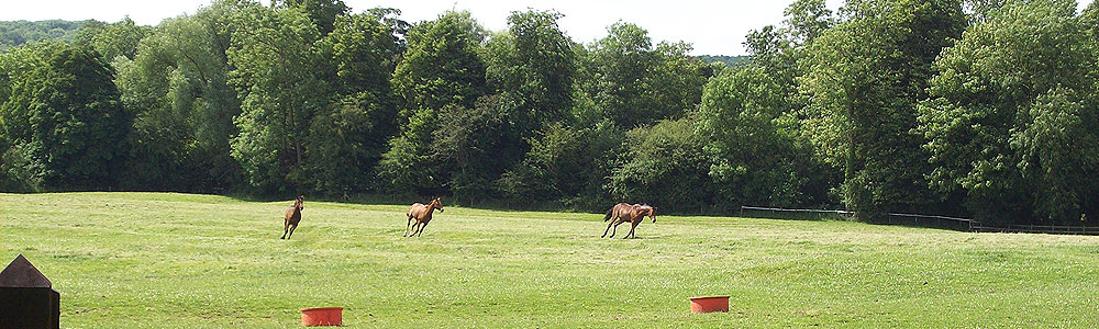 Manor Farm Stud, Braunston, Oakham Rutland LE15 8QR