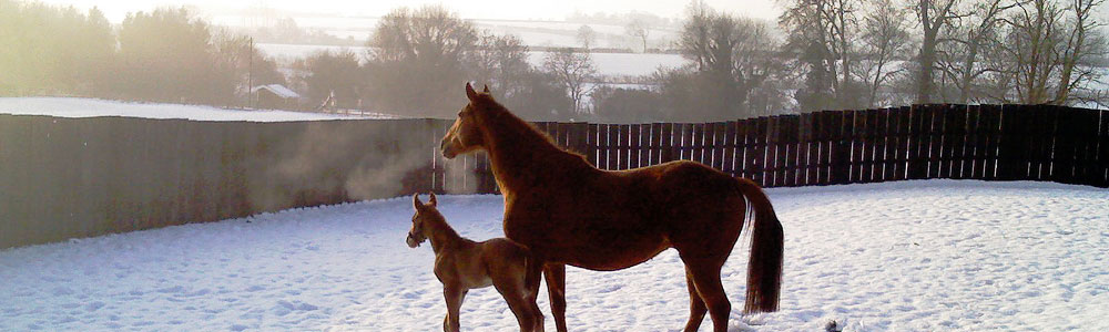 Manor Farm Stud, Braunston, Oakham Rutland LE15 8QR