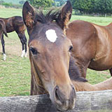 About Manor Farm Stud Braunston Rutland East Midlands