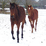 About Manor Farm Stud Braunston Rutland East Midlands